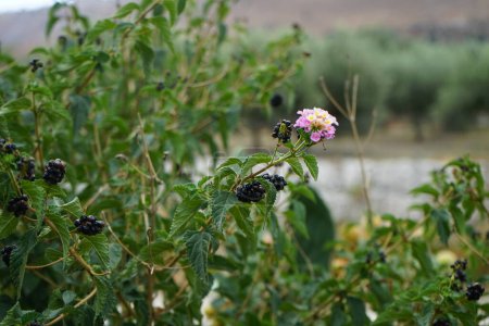 Photo for Lantana camara blooms in August. Lantana camara, common lantana, Spanish flag, big-, wild-, red-, white-sage, korsu wiri, korsoe wiwiri, Thirei, is a species of flowering plant. Rhodes Island, Greece - Royalty Free Image