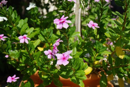 Catharanthus roseus blooms in August. Catharanthus roseus, bright eyes, Cape periwinkle, graveyard plant, Madagascar periwinkle, is a species of flowering plant in the family Apocynaceae. Rhodes Island, Greece 