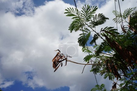 Photo for Leucaena leucocephala with fruits grows in August. Leucaena leucocephala, jumbay, pearl wattle, white leadtree, river tamarind, ipil-ipil, tan-tan, and white popinac is a small fast-growing mimosoid tree. Rhodes Island, Greece - Royalty Free Image