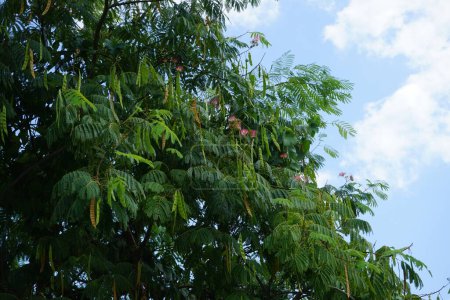 Albizia julibrissin blüht im August. Albizia julibrissin, der persische Seidenbaum, rosa Seidenbaum oder Mimosenbaum, ist eine Baumart aus der Familie der Fabaceae. Insel Rhodos, Griechenland