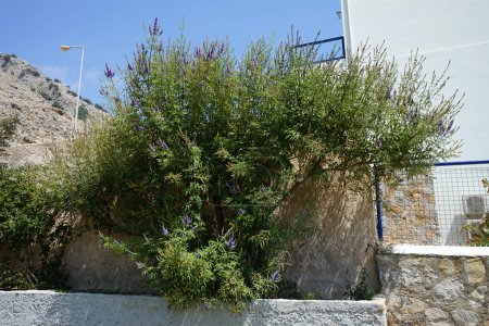 Vitex agnus-castus blüht im August. Vitex agnus-castus, vitex, keuscher Baum, Kastanie, Kastanie, Melisse, Fliederkastanie oder Mönchspfeffer ist eine Pflanze aus dem Mittelmeerraum. Insel Rhodos, Griechenland