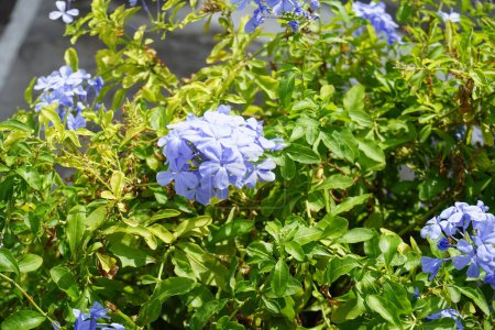 Plumbago auriculata blüht im August. Plumbago auriculata, das Kapbleikraut, der Blaue Plumbago oder Kapplumbago, ist eine Blütenpflanze aus der Familie der Plumbaginaceae. Insel Rhodos, Griechenland 