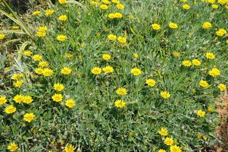 Gazania rigens florece en agosto. Gazania rigens, syn. G. splendens es una especie de planta fanerógama perteneciente a la familia Asteraceae. Isla de Rodas, Grecia 
