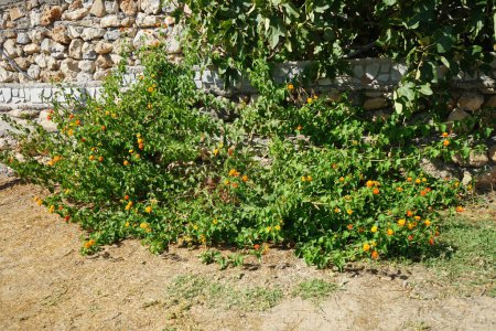 Lantana camara blooms in September. Lantana camara, common lantana, Spanish flag, big-, wild-, red-, white-sage, korsu wiri, korsoe wiwiri, Thirei, is a species of flowering plant. Rhodes Island, Greece