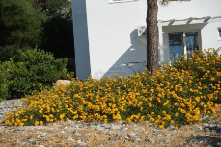 Lantana camara blüht im August. Lantana camara, gemeine Lantana, spanische Flagge, Big-, Wild-, Rot-, Weiß-Salbei, Korsu Wiri, Korsoe Wiwiri, Thirei, ist eine blühende Pflanzenart. Insel Rhodos, Griechenland 