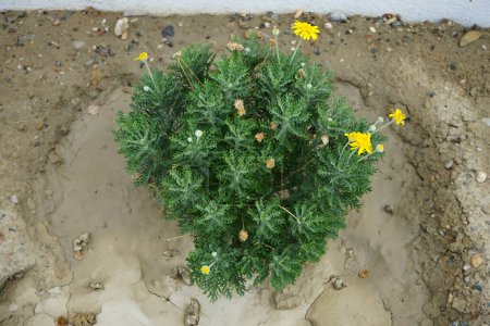 Argyranthemum frutescens blüht im August mit gelben Blüten im Garten. Argyranthemum frutescens, Pariser Gänseblümchen, Margerite oder Margerite-Gänseblümchen, ist eine mehrjährige Pflanze, die für ihre Blüten bekannt ist. Insel Rhodos, Griechenland