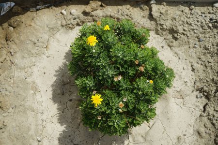 Argyranthemum frutescens florece con flores amarillas en agosto en el jardín. Argyranthemum frutescens, margarita de París, margarita o margarita, es una planta perenne conocida por sus flores. Isla de Rodas, Grecia