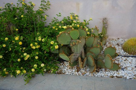 Blooming Lantana camara grows next to cacti in September. Lantana camara, common lantana, Spanish flag, big-, wild-, red-, white-sage, korsu wiri, korsoe wiwiri, Thirei, is a species of flowering plant. Rhodes Island, Greece
