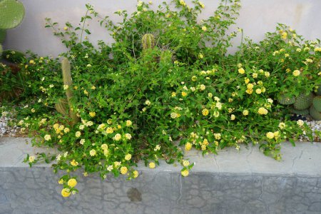 Blühende Lantana camara wächst neben Kakteen im September. Lantana camara, gemeine Lantana, spanische Flagge, Big-, Wild-, Rot-, Weiß-Salbei, Korsu Wiri, Korsoe Wiwiri, Thirei, ist eine blühende Pflanzenart. Insel Rhodos, Griechenland