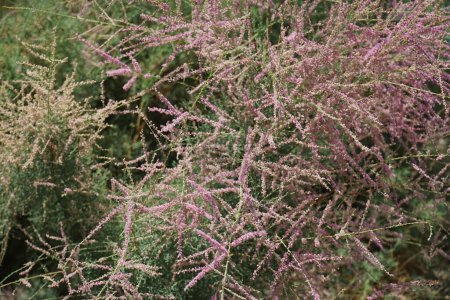 Tamarix gallica subsp. Gallika blüht im August mit rosa-violetten Blüten. Tamarix gallica, die französische Tamariske, ist ein sommergrüner, krautiger, verzweigter Strauch oder kleiner Baum, der bis zu 5 Meter hoch wird. Insel Rhodos, Griechenland 