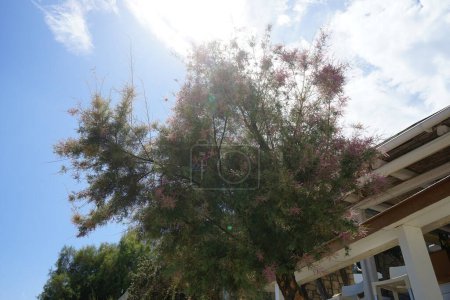 Tamarix gallica subsp. Gallika blüht im August mit rosa-violetten Blüten. Tamarix gallica, die französische Tamariske, ist ein sommergrüner, krautiger, verzweigter Strauch oder kleiner Baum, der bis zu 5 Meter hoch wird. Insel Rhodos, Griechenland 