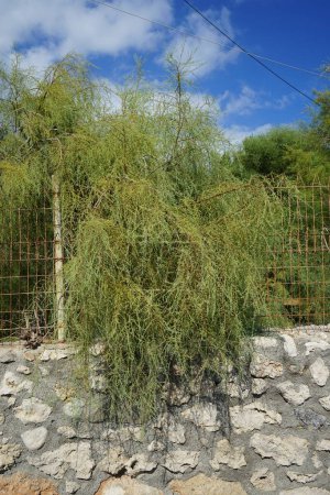 Le tamaris pousse en août. Le genre Tamarick, tamaris, cèdre salé, taray est composé de plantes à fleurs de la famille des Tamaricaceae. île de Rhodes, Grèce