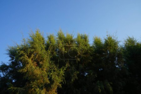 El árbol de tamarisco crece en septiembre. El género Tamarick, tamarisco, cedro salado, taray se compone de plantas con flores en la familia Tamaricaceae. Isla de Rodas, Grecia 