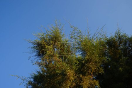 Tamarisk tree grows in September. The genus Tamarick, tamarisk, salt cedar, taray is composed of flowering plants in the family Tamaricaceae. Rhodes Island, Greece 