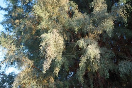 Tamariskenbaum wächst im September. Die Gattung Tamarick, Tamariske, Salzzeder, Taray setzt sich aus blühenden Pflanzen der Familie Tamaricaceae zusammen. Insel Rhodos, Griechenland 