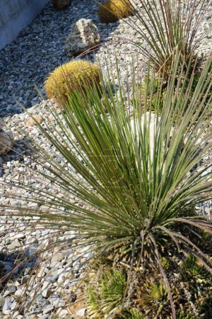 Yucca elata wächst im August in der Nähe von Kakteen in einem Blumenbeet. Yucca elata, Seifenbaum, Seifenbaum Yucca, Seifengras und Palmella ist eine mehrjährige Pflanze. Insel Rhodos, Griechenland 
