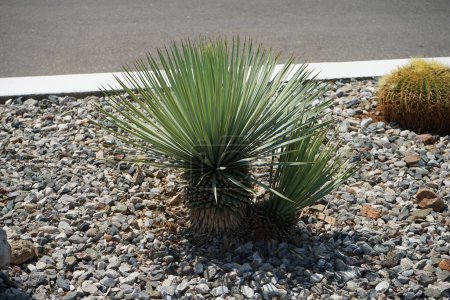 Yucca rostrata wächst im August in der Nähe von Kakteen in einem Blumenbeet. Yucca rostrata, auch Schnabelyucca genannt, ist eine baumartige Pflanze der Gattung Yucca. Insel Rhodos, Griechenland