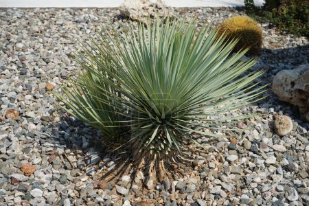 Yucca rostrata crece cerca de los cactus en un parterre en agosto. Yucca rostrata también llamada yuca de pico, es una planta arbórea perteneciente al género Yucca. Isla de Rodas, Grecia