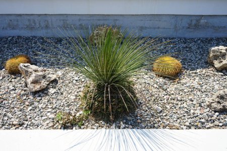 Yucca elata grows near cacti in a flowerbed in August. Yucca elata, soaptree, soaptree yucca, soapweed, and palmella, is a perennial plant. Rhodes Island, Greece 