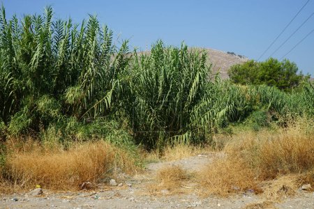 Arundo donax grows in August. Arundo donax, giant cane, elephant grass, carrizo, arundo, Spanish cane, Colorado river reed, wild cane, and giant reed, is a tall perennial cane. Rhodes Island, Greece 