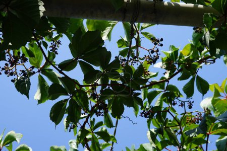 Partenocissus quinquefolia con frutos que crecen en agosto. Parthenocissus quinquefolia, Virginia creeper, Victoria creeper, five-leaved ivy, o five-finger, es una especie de vid con flores. Isla de Rodas, Grecia 