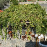 The Vitis vinifera vine grows in August. Vitis vinifera, the common grape vine, is a species of flowering plant. Rhodes Island, Greece 