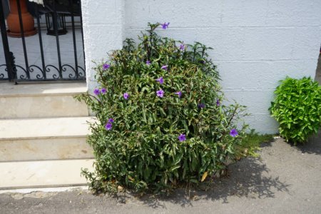 Ruellia florece con flores púrpuras en agosto. Ruellia es un género de plantas con flores comúnmente conocidas como ruelias o petunias silvestres. Isla de Rodas, Grecia 