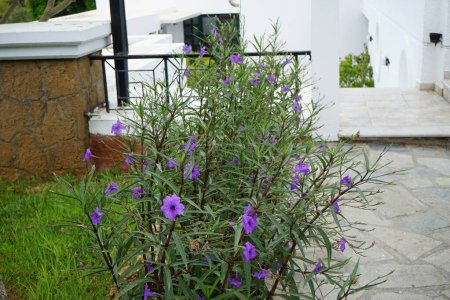 Ruellia simplex blüht im August mit violetten Blüten. Ruellia simplex, die mexikanische Petunie, die mexikanische Blauglocke oder die wilde Petunie der Bretagne, ist eine blühende Pflanze. Insel Rhodos, Griechenland