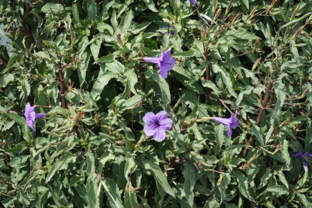 Ruellia florece con flores púrpuras en agosto. Ruellia es un género de plantas con flores comúnmente conocidas como ruelias o petunias silvestres. Isla de Rodas, Grecia 