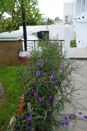 Ruellia simplex blooms with purple flowers in August. Ruellia simplex, the Mexican petunia, Mexican bluebell or Britton's wild petunia, is a species of flowering plant. Rhodes Island, Greece