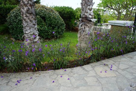 Ruellia simplex blüht im August mit violetten Blüten. Ruellia simplex, die mexikanische Petunie, die mexikanische Blauglocke oder die wilde Petunie der Bretagne, ist eine blühende Pflanze. Insel Rhodos, Griechenland