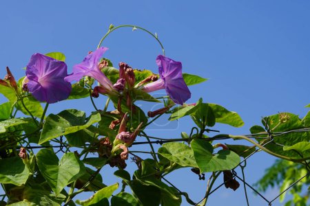 Ipomoea indica fleurit avec des fleurs bleu-bordeaux en août. Ipomoea indica est une espèce de plante de la famille des Convolvulaceae. Il s'agit de l'Ipomoea indica. île de Rhodes, Grèce