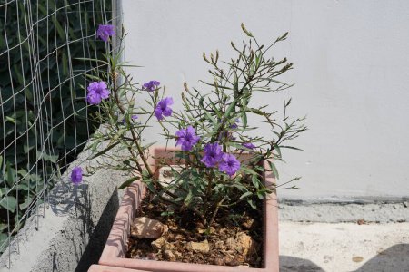 Ruellia simplex florece con flores púrpuras en agosto. Ruellia simplex es una especie de planta fanerógama perteneciente a la familia de las petunias. Isla de Rodas, Grecia