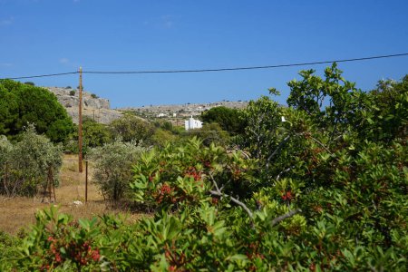 Pistacia lentiscus with red fruits growing in August. Pistacia lentiscus, lentisk or mastic, is a dioecious evergreen shrub or small tree of the genus Pistacia native to the Mediterranean Basin. Rhodes Island, Greece 