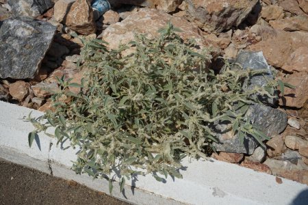 La Chrozophora tinctoria crece en septiembre. Chrozophora tinctoria, crotón de tinte, giradol, suela o planta de tornillo de tinte es una especie de planta nativa del Mediterráneo. Isla de Rodas, Grecia