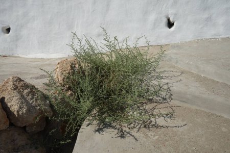 Salsola kali subsp. tragus grows in September. Salsola kali, Salsola tragus, prickly saltwort or prickly glasswort is the restored botanical name for a species of flowering plants in the amaranth family. Rhodes Island, Greece