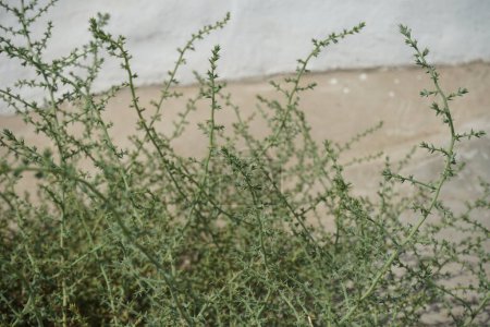 Salsola kali subsp. tragus crece en septiembre. Salsola kali, Salsola tragus, espinosa o espinosa es el nombre botánico restaurado para una especie de plantas con flores en la familia de los amaranto. Isla de Rodas, Grecia