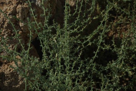 Salsola kali subsp. Tragus wächst im September. Salsola kali, Salsola tragus, Stachelkraut oder Stachelkraut ist der restaurierte botanische Name für eine Pflanzenart aus der Familie der Amaranthgewächse. Insel Rhodos, Griechenland