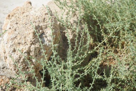 Salsola kali subsp. tragus grandit en septembre. Salsola kali, Salsola tragus, salamandre épineuse ou salamandre épineuse est le nom botanique restauré d'une espèce de plantes à fleurs de la famille des amarantes. île de Rhodes, Grèce