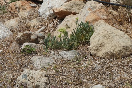 Una mariposa papilio machaon revolotea entre piedras cerca de las flores de Crithmum maritimum en agosto. Papilio machaon es una mariposa de la familia Papilionidae. Pefki, isla de Rodas, Grecia