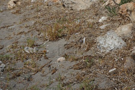 Un papillon papilio machaon flotte entre les pierres près des fleurs de Crithmum maritimum en août. Papilio machaon est un papillon de la famille des Papilionidae. Pefki, île de Rhodes, Grèce