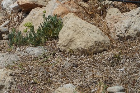 Foto de Una mariposa papilio machaon revolotea entre piedras cerca de las flores de Crithmum maritimum en agosto. Papilio machaon es una mariposa de la familia Papilionidae. Pefki, isla de Rodas, Grecia - Imagen libre de derechos