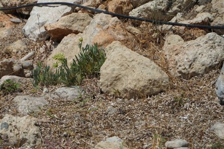 Un papillon papilio machaon flotte entre les pierres près des fleurs de Crithmum maritimum en août. Papilio machaon est un papillon de la famille des Papilionidae. Pefki, île de Rhodes, Grèce