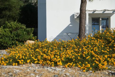 Lantana camara blüht im August. Lantana camara, gemeine Lantana, spanische Flagge, Big-, Wild-, Rot-, Weiß-Salbei, Korsu Wiri, Korsoe Wiwiri, Thirei, ist eine blühende Pflanzenart. Insel Rhodos, Griechenland