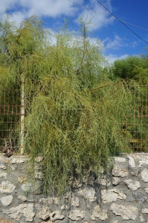 El tamarisco crece en agosto. El género Tamarick, tamarisco, cedro salado, taray se compone de plantas con flores en la familia Tamaricaceae. Isla de Rodas, Grecia