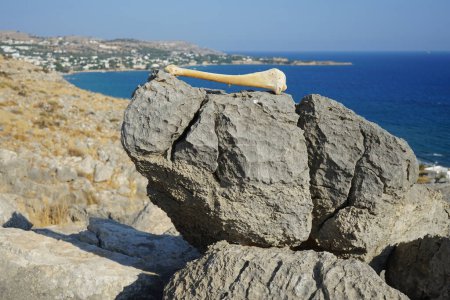 Tubular bone of an animal limb found on top of Lardos hill in August, Rhodes Island, Greece   