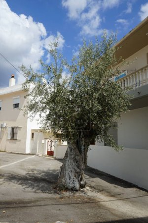 Ein bemaltes Zierkreuz hängt im August in Lardos am Stamm eines Olea europaea-Baumes mit Früchten. Die Olea europaea, was "Europäische Olive" bedeutet, ist eine Art kleiner Baum oder Strauch. Lardos, Insel Rhodos, Region Südägäis, Griechenland 