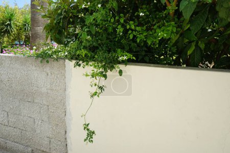 Jasminum officinale fleurit avec des fleurs blanches en août. Jasminum officinale, le jasmin commun, simplement jasmin, vrai jasmin ou jessamine est une espèce de plante à fleurs de la famille des Oleaceae. Lardos, Rhodes, région sud de la mer Égée, Grèce 