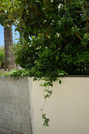 Téléchargez les photos : Jasminum officinale fleurit avec des fleurs blanches en août. Jasminum officinale, le jasmin commun, simplement jasmin, vrai jasmin ou jessamine est une espèce de plante à fleurs de la famille des Oleaceae. Lardos, Rhodes, région sud de la mer Égée, Grèce - en image libre de droit