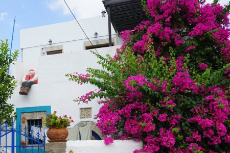 Bougainvillea bush blooms with pink-purple flowers in August in Lardos. Bougainvillea is a genus of thorny ornamental vines, bushes, and trees belonging to the four o'clock family, Nyctaginaceae. Rhodes Island, South Aegean region, Greece  